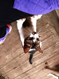 High angle view of cat on hardwood floor