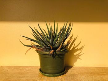 Pot with succulents in the sun inside the apartment