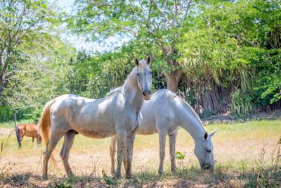 Horses standing in a field