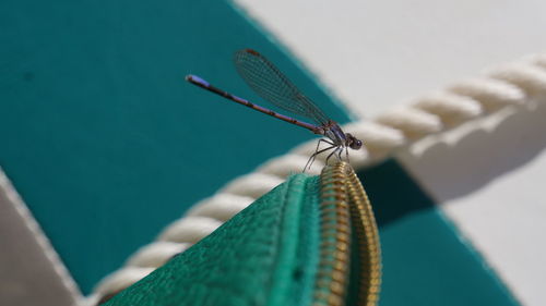 Close-up of damselfly on zipper near rope