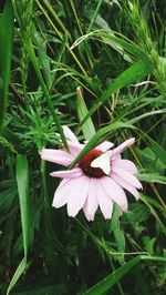 Close-up of flowers blooming in field