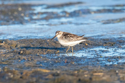 Close-up of bird perching on beach