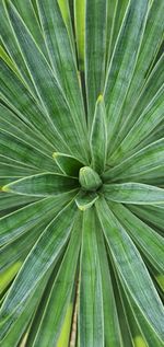 Full frame shot of palm leaf