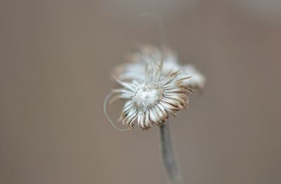 Close-up of wilted flower