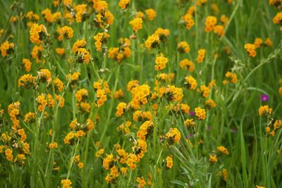 Close-up of yellow flowering plants on field