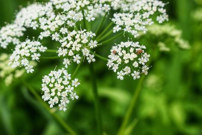 Close-up of white flowering plants in park