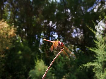 Dragonfly resting on a twig