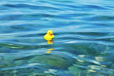 Fish swimming in sea