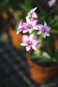 Close-up of pink flowers