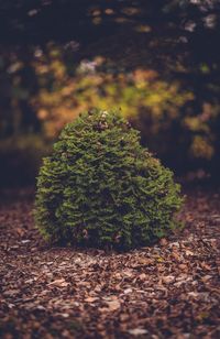 Green plant over dry leaves