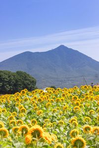 Scenic view of sunflower field against sky