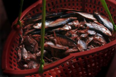 Close-up of fish in basket