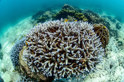 Close-up of coral in sea
