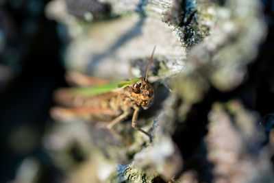 Close-up of spider on rock
