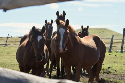 Horses in a field