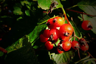 Close-up of red berries growing on tree