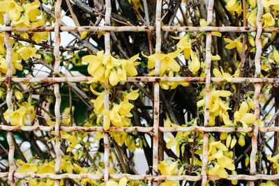 Close-up of yellow flowering plants