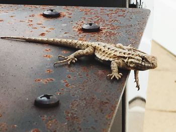 Close-up of lizard