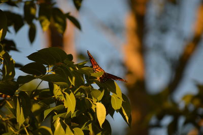 Close-up of insect on plant