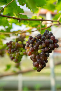 Close-up of grapes growing in vineyard