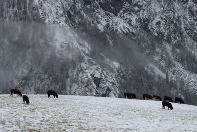 Alpes italy 