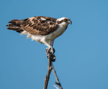 Low angle view of bird perched on tree