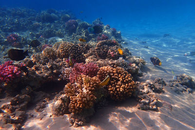 View of fish swimming underwater