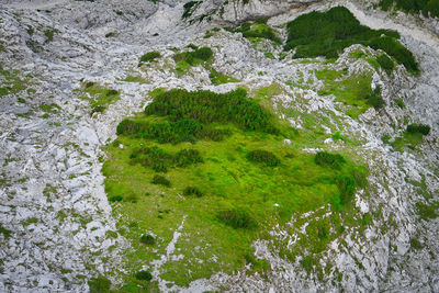 High angle view of moss growing on rocks