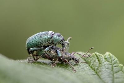 Close-up of insect on leaf