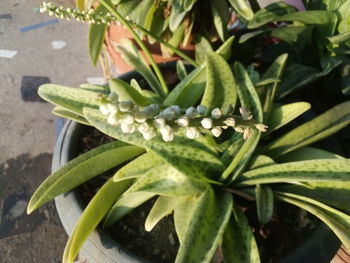 High angle view of succulent plant