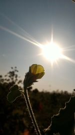 Close-up of flower against sky