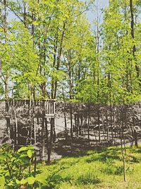 Trees in forest