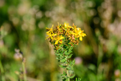 Yellow flowers of hypericum perforatum plant, commonly known as perforate or common st john's-wort