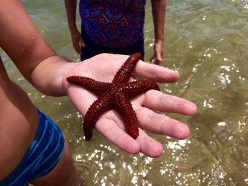 Cropped hand of boy holding starfish