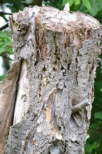 Close-up of wood on tree trunk