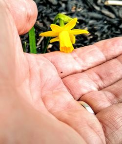 Close-up of hand holding red flowering plant