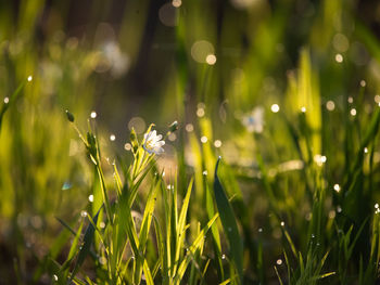 Close-up of white flowering plants on field