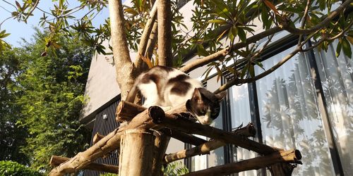 Low angle view of rabbit on tree