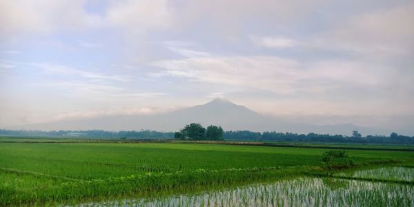 Scenic view of agricultural field against sky
