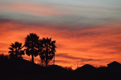 Silhouette of trees at sunset