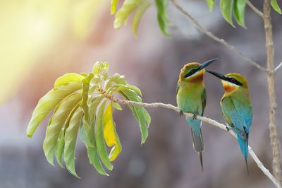 Close-up of bird perching on branch