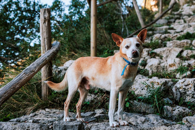 Portrait of dog