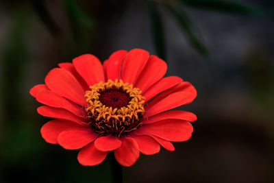 Close-up of red flower