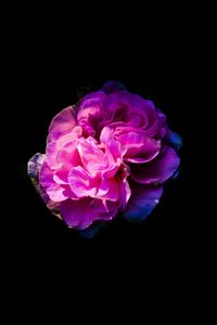 Close-up of pink rose against black background