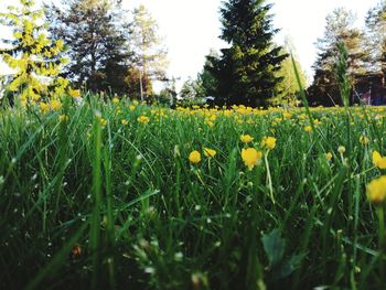 Close-up of yellow flowers blooming on field