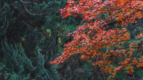 Close-up of trees in forest during autumn