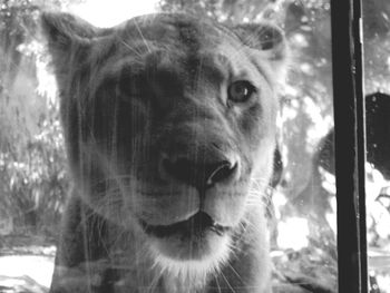 Close-up portrait of a cat