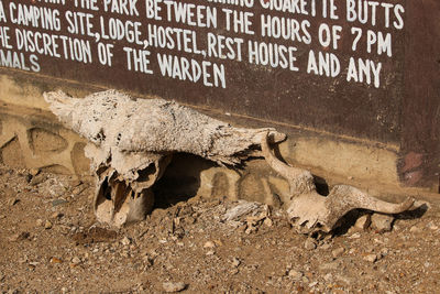 High angle view of animal skull