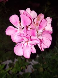 Close-up of flower blooming outdoors