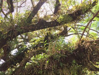 Low angle view of trees in forest